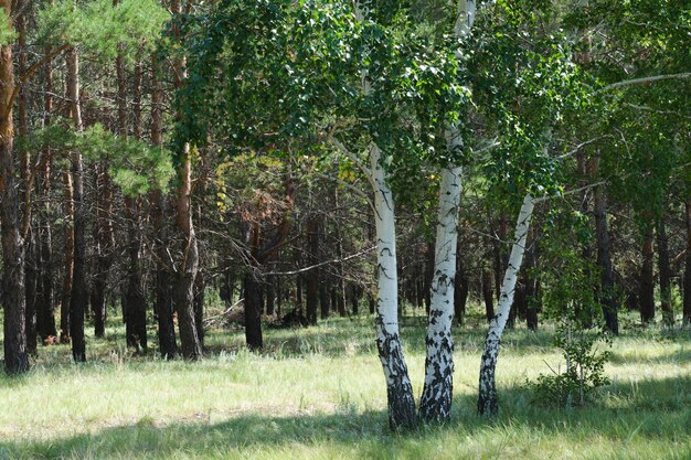 Tres abedules en crecimiento en el fondo del bosque de pinos