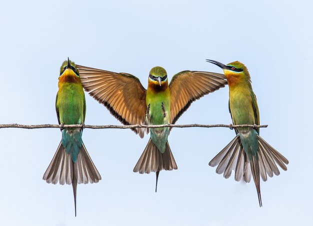 Tres abejarucos en una ramita del Parque Nacional Yala