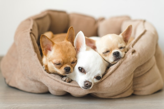 Tres adorables cachorros de chihuahua acostado en una pequeña caseta de perro en el piso.