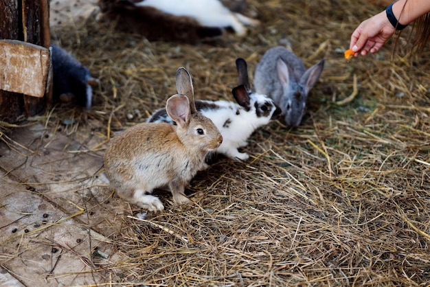 Tres adorables conejos parados en el césped en un puesto Foto de alta calidad