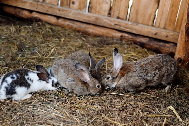 Tres adorables conejos parados en el césped en un puesto Foto de alta calidad