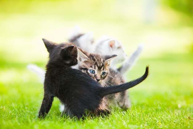 Tres adorables gatitos jugando en el césped verde