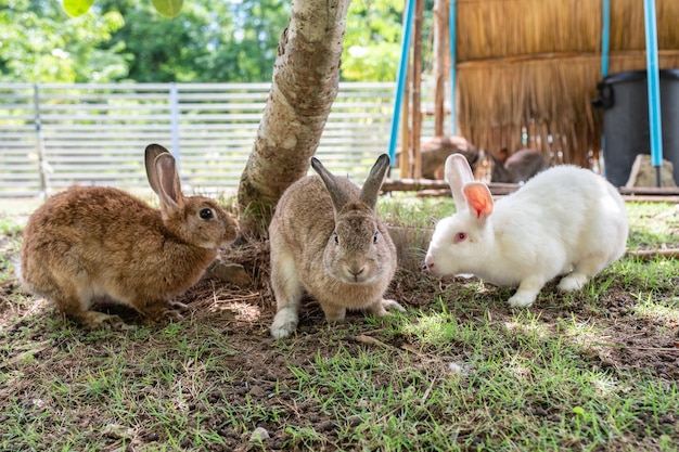 Três adoráveis coelhos amigáveis em pé no gramado