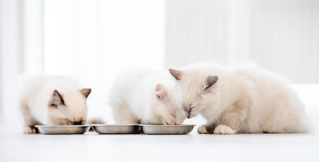 Três adoráveis gatos ragdoll brancos fofos sentados no chão e comendo ração em tigelas na sala de luz. Lindos animais de estimação felinos de raça pura ao ar livre com comida juntos