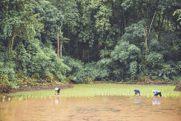 Três agricultores estão plantando arroz jovem em plantação com água e floresta
