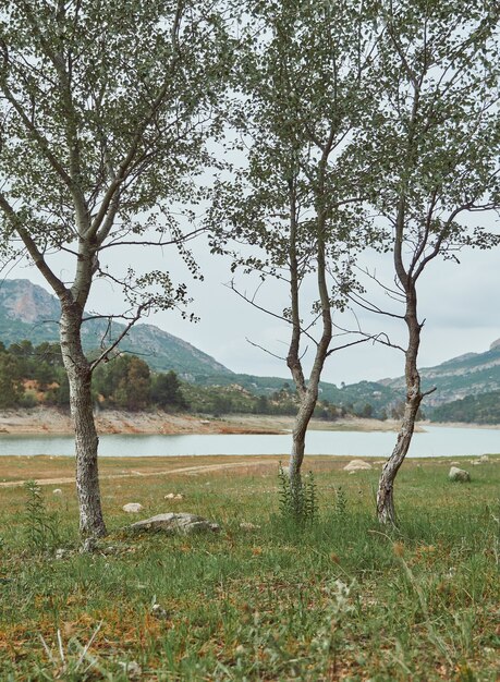 Tres árboles pequeños en un prado junto a un lago