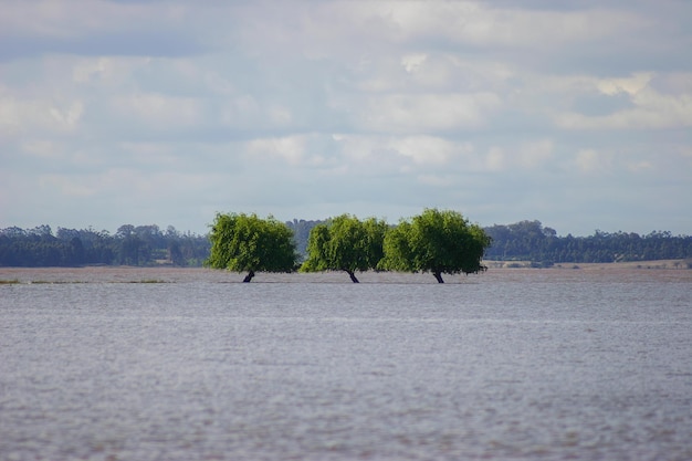 Tres árboles tres