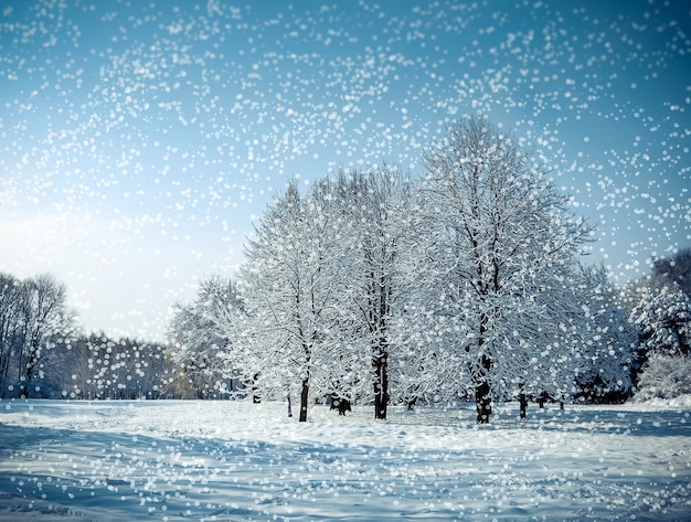 Três árvores em um campo no inverno com neve caindo