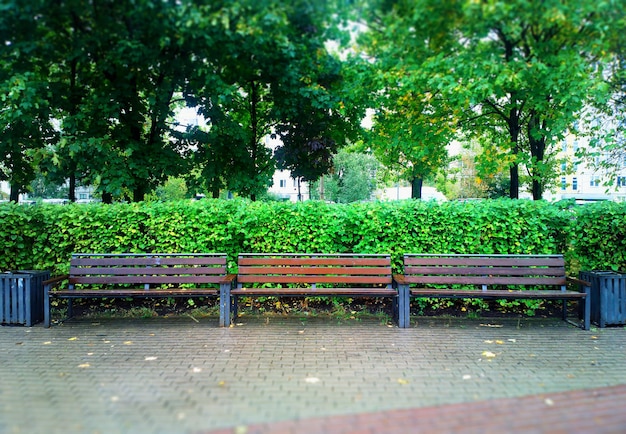 Tres bancos en el fondo del parque de la ciudad