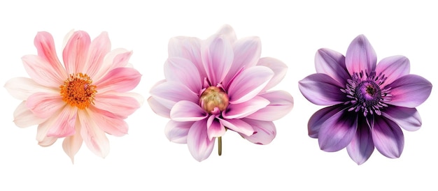Três belas flores separadas em um fundo branco