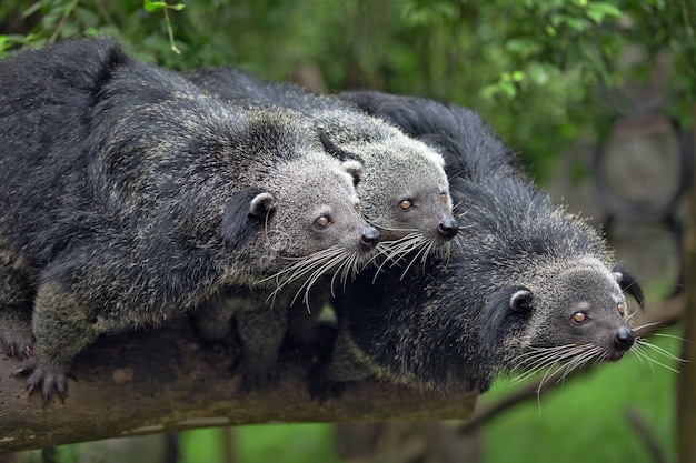 Foto tres binturongs intentan alcanzar la comida