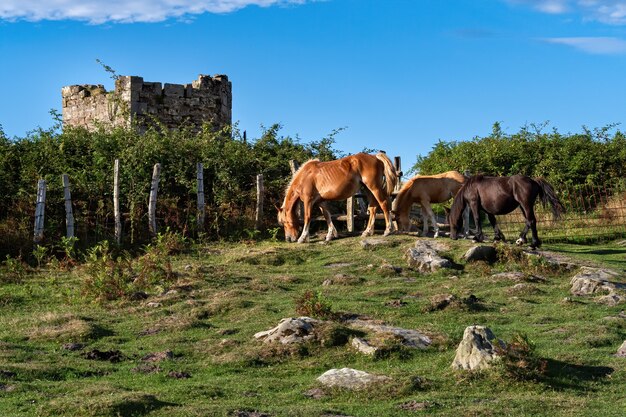 Tres caballos pastan