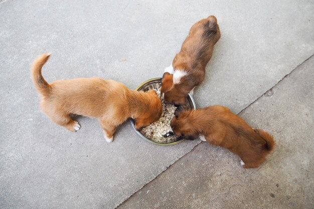 Três cachorrinhos bonitos comendo alimentos juntos em uma tigela.