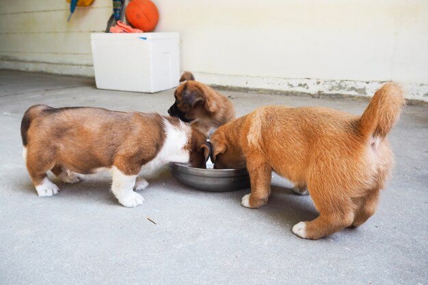 Três cachorrinhos bonitos comendo alimentos juntos em uma tigela.