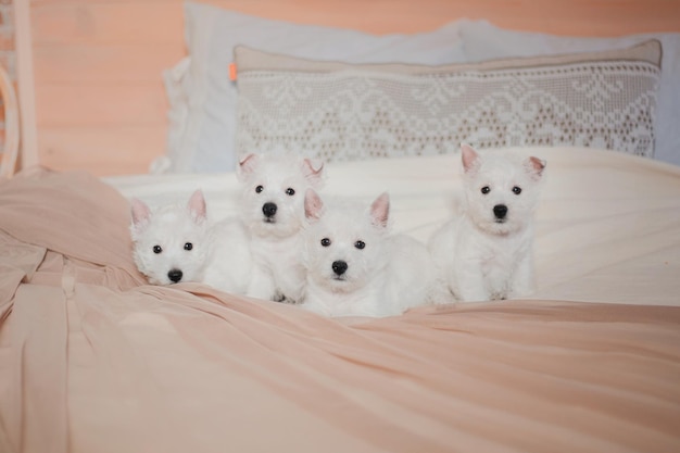 Três cachorrinhos brancos estão sentados em uma cama com um travesseiro atrás deles.