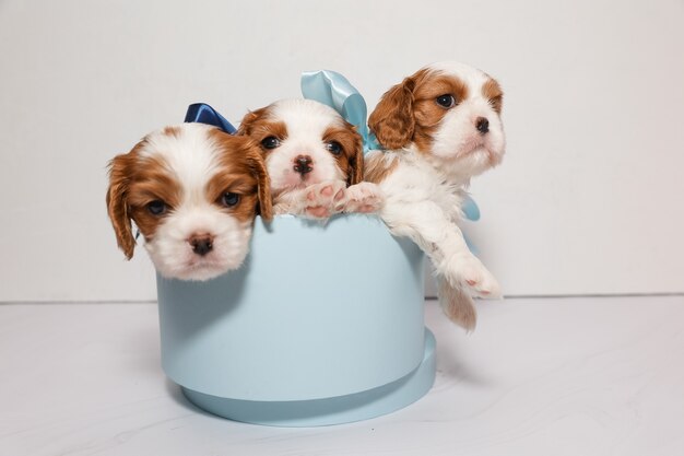 Três cachorrinhos com arcos multicoloridos em uma caixa azul sobre fundo branco