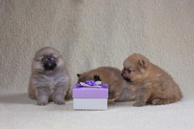 Três cachorrinhos da pomerânia com um mês de idade estão sentados ao lado de uma caixa de presente. feriado e conceito de presente, cachorro como um presente.