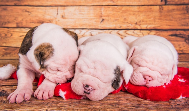 Três cachorrinhos engraçados American Bulldog estão dormindo