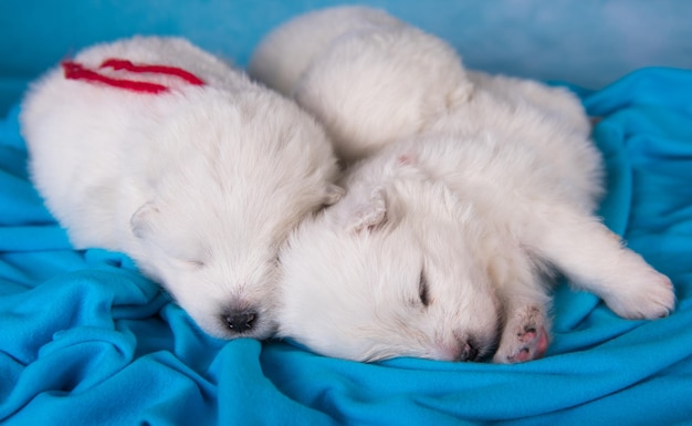 Três cachorrinhos fofos samoiedos brancos com um mês de idade