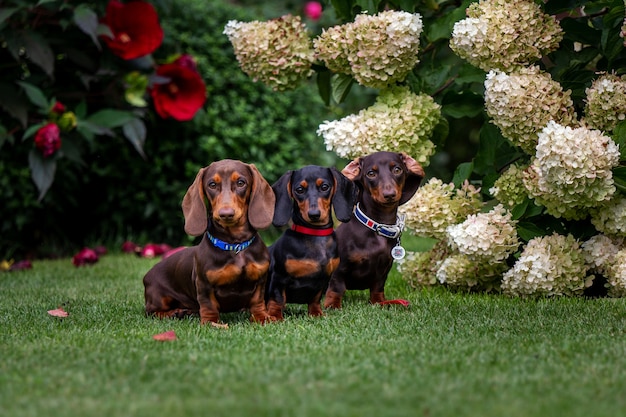 Foto três cachorros bassês sentados em um fundo natural de outono