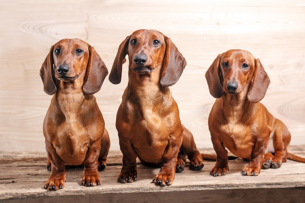 três cachorros bassês vermelhos