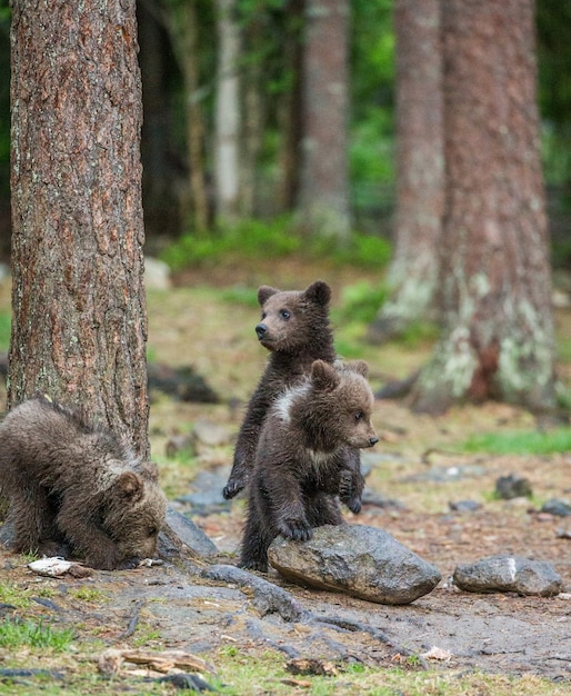 Tres cachorros en el bosque