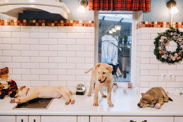 Tres cachorros están acostados en la encimera de la cocina navideña de casa.