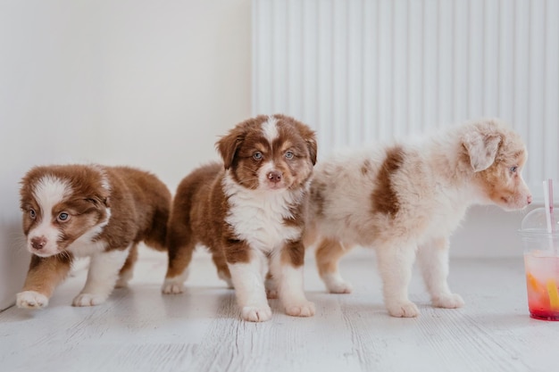 Tres cachorros de pie en fila en el suelo