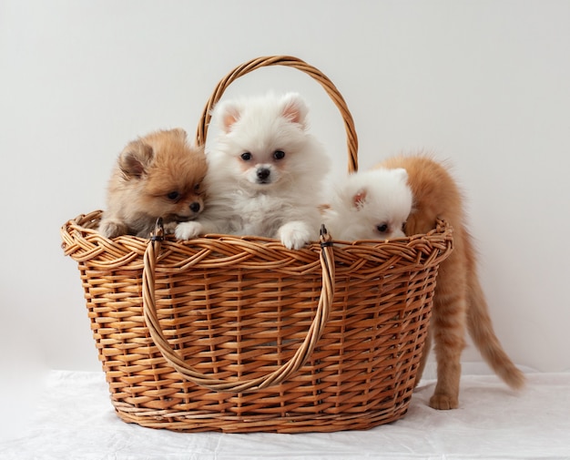 Tres cachorros de Pomerania esponjosos, dos blancos y uno de color sable, sentarse en una canasta detrás de un gatito rojo