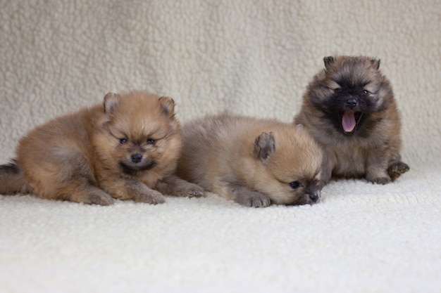 Tres cachorros pomerania pequeños de un mes, uno de ellos bosteza. concepto de vacaciones y regalo, cachorro como regalo.