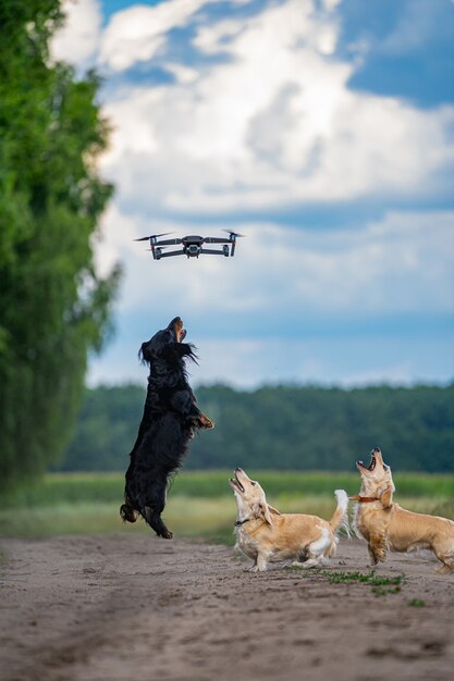 Três cachorros pulando tentando pegar um dron. Fundo da natureza. Raças pequenas.