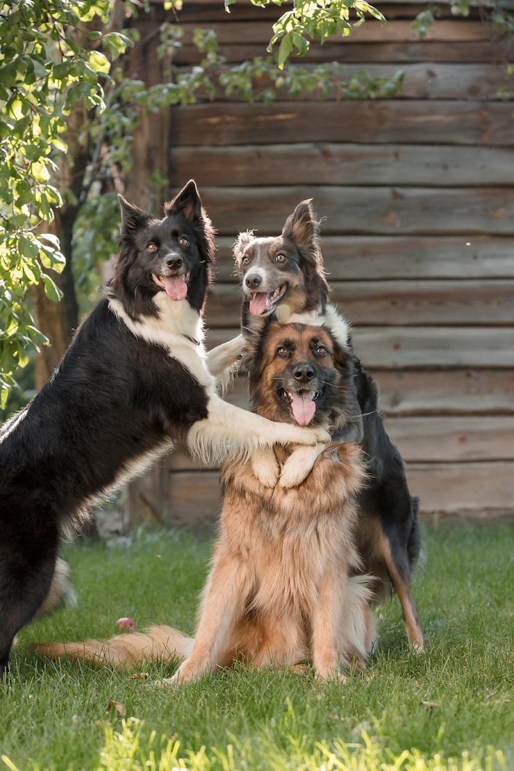 Três cachorros se abraçando em frente a uma cerca de madeira