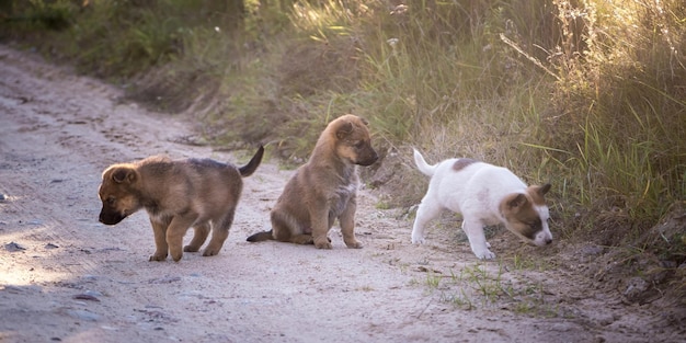 Três cachorros sem-teto brincam juntos na estrada de cascalho