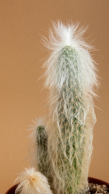 Três cactos na panela com cabelo branco