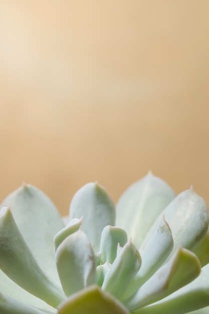 Tres cactus en maceta en la mesa de madera