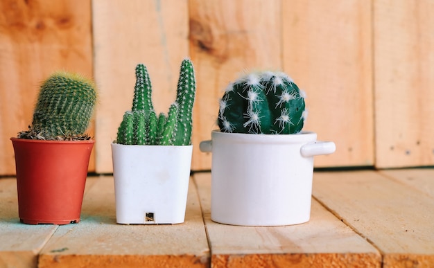 Tres cactus en maceta ponen en la mesa de madera marrón