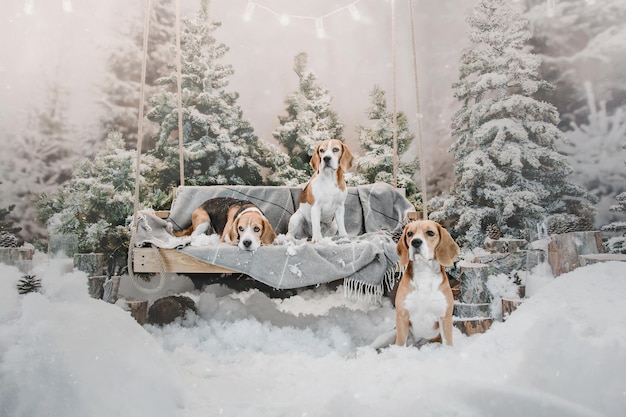 Três cães Beagle no fundo de uma bela paisagem de inverno com luzes e árvores de Natal