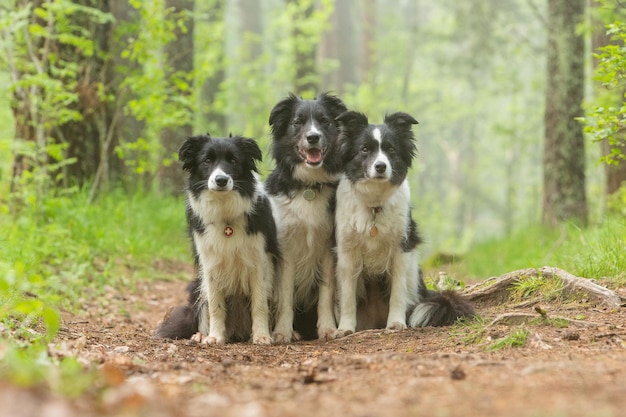 Três cães border collie preto e branco sentam-se em um caminho no parque