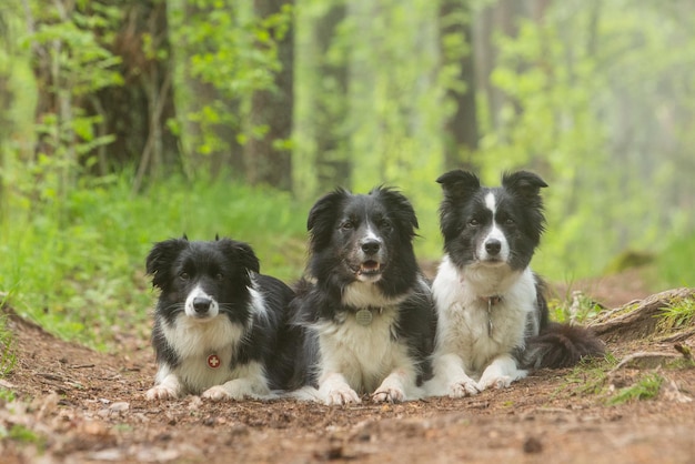 Três cães Collie preto e branco deitam-se no caminho do parque