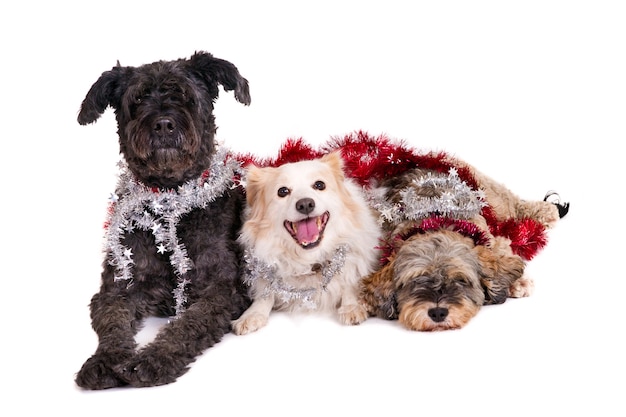 Três cães com guirlandas de Natal.