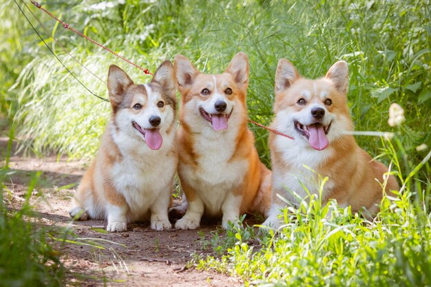 Três cães corgi galês na grama