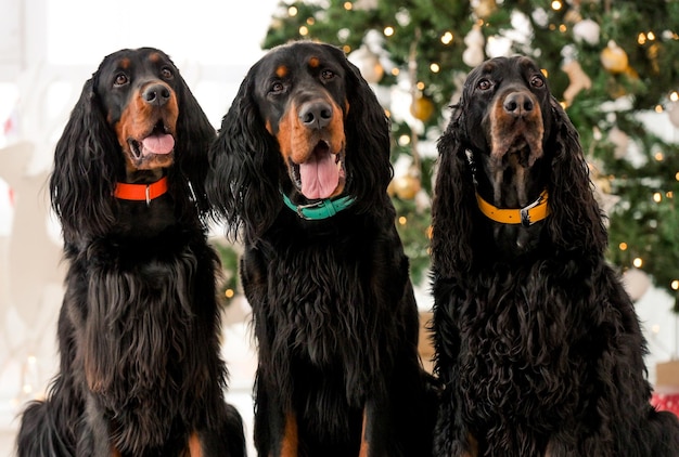 Foto três cães gordon setter na época do natal em casa, feriados, closeup, retrato de cachorrinhos de estimação de raça pura