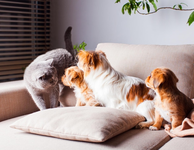 Três cães pequineses estão assistindo a um gato reto escocês Conceito de comunicação de animais de estimação