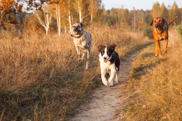 Três cães Rhodesian Ridgeback, Border Collie e Hollandse pastor lutam juntos galopam no campo seco de outono no dia do pôr do sol.