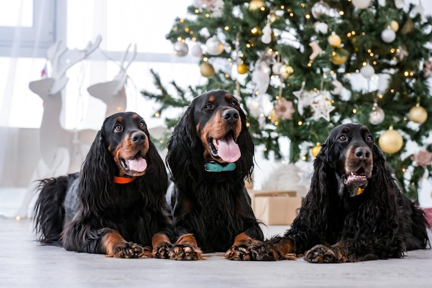 Três cães setter na época do natal deitados no chão perto da árvore festiva no ano novo em casa