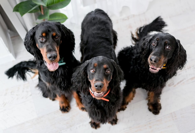 Três cães setter sentados no chão e olhando para animais de estimação da câmera dentro de casa no quarto com luz do dia ho