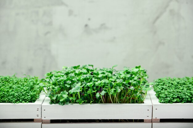 Três caixas de madeira brancas com microgreens