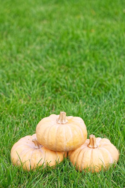 Tres calabazas en el césped verde