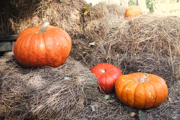 Tres calabazas de diferentes colores se encuentran sobre el heno seco. Concepto de celebración de Halloween.