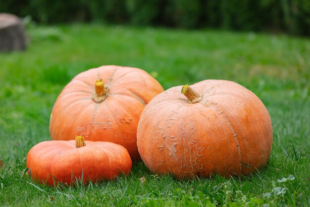 Tres calabazas grandes sobre la hierba verde en otoño